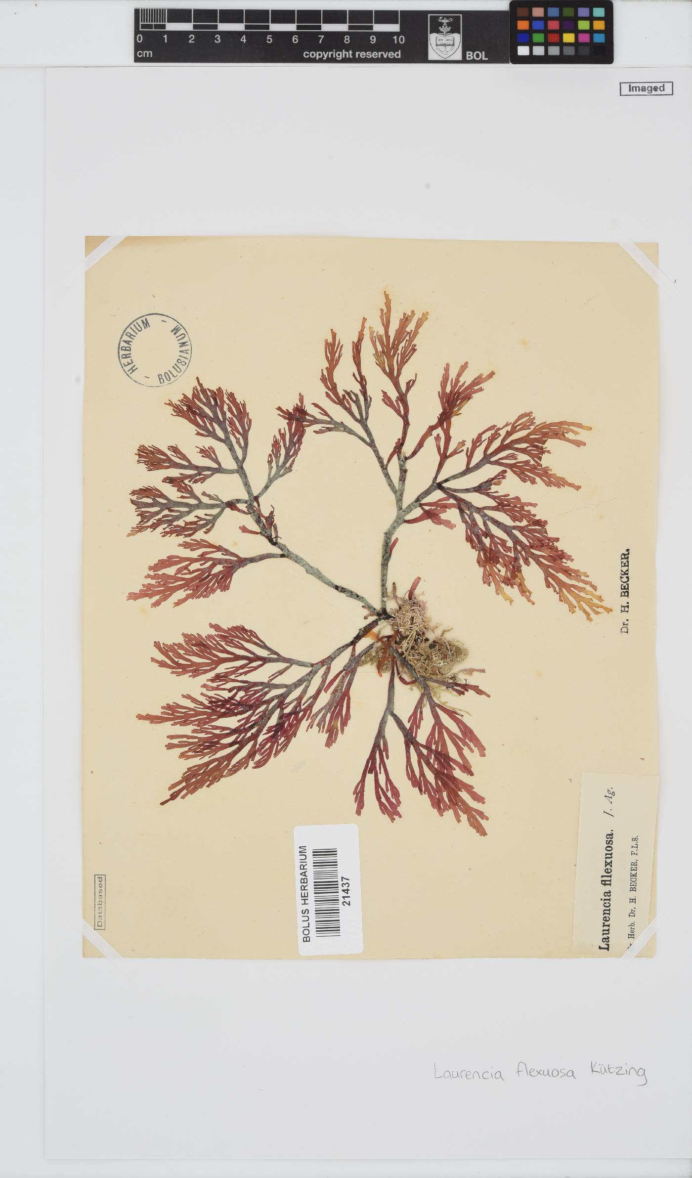 Laurencia flexuosa image