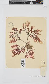 Laurencia flexuosa image
