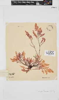 Laurencia flexuosa image