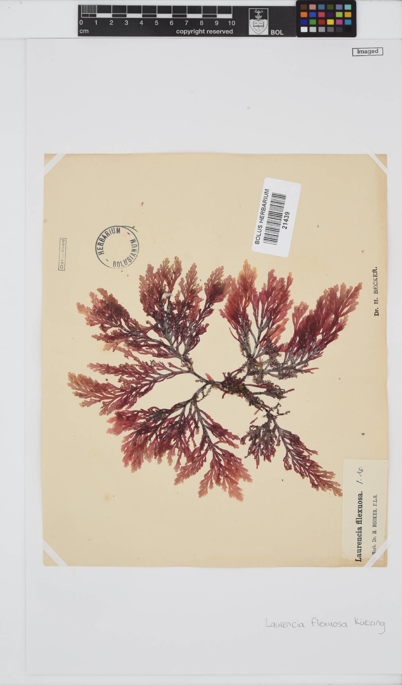 Laurencia flexuosa image