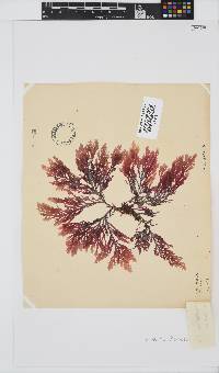 Laurencia flexuosa image