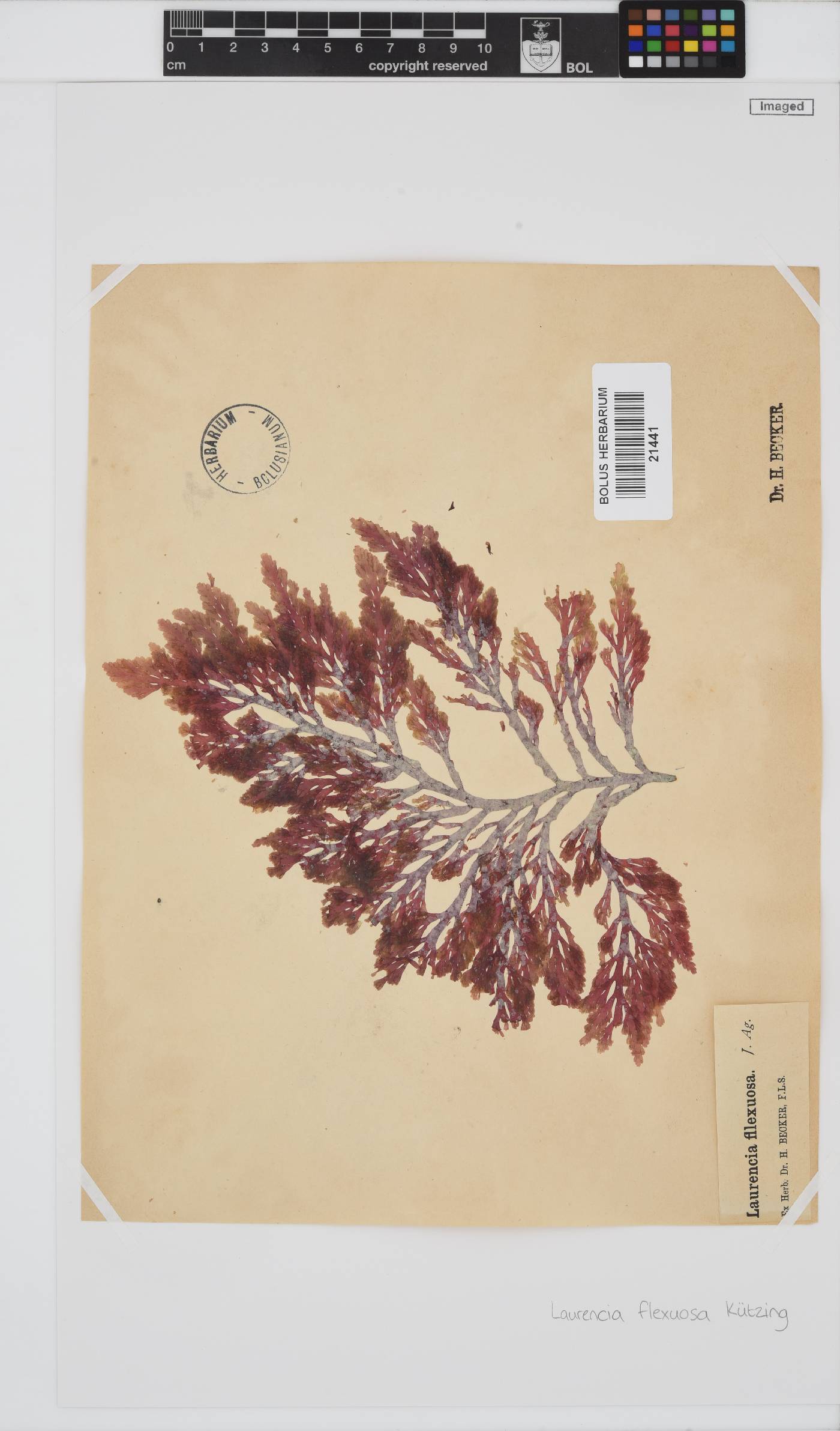 Laurencia flexuosa image