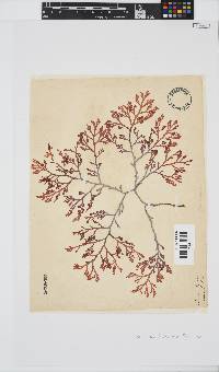 Laurencia flexuosa image