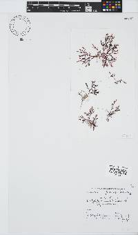 Laurencia flexuosa image