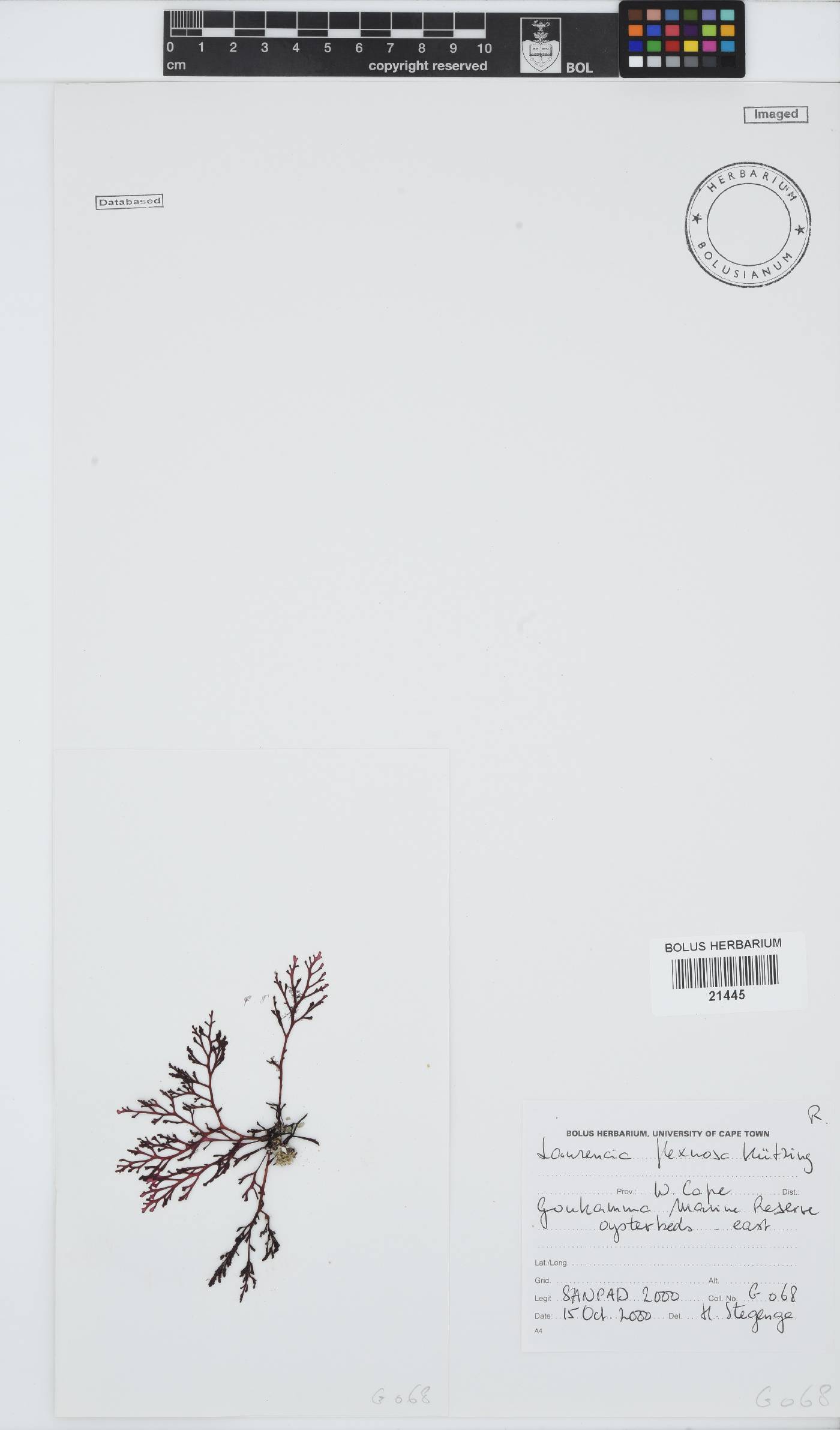 Laurencia flexuosa image