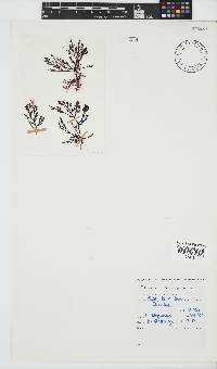 Laurencia flexuosa image