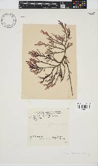 Laurencia flexuosa image
