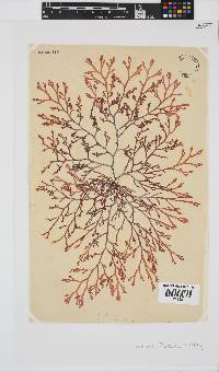 Laurencia flexuosa image