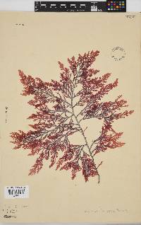 Laurencia flexuosa image
