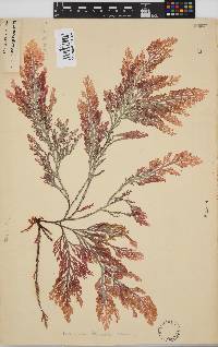 Laurencia flexuosa image