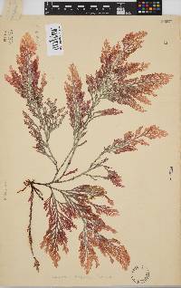 Laurencia flexuosa image