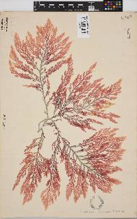 Laurencia flexuosa image