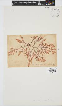 Laurencia flexuosa image