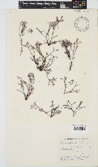 Laurencia flexuosa image