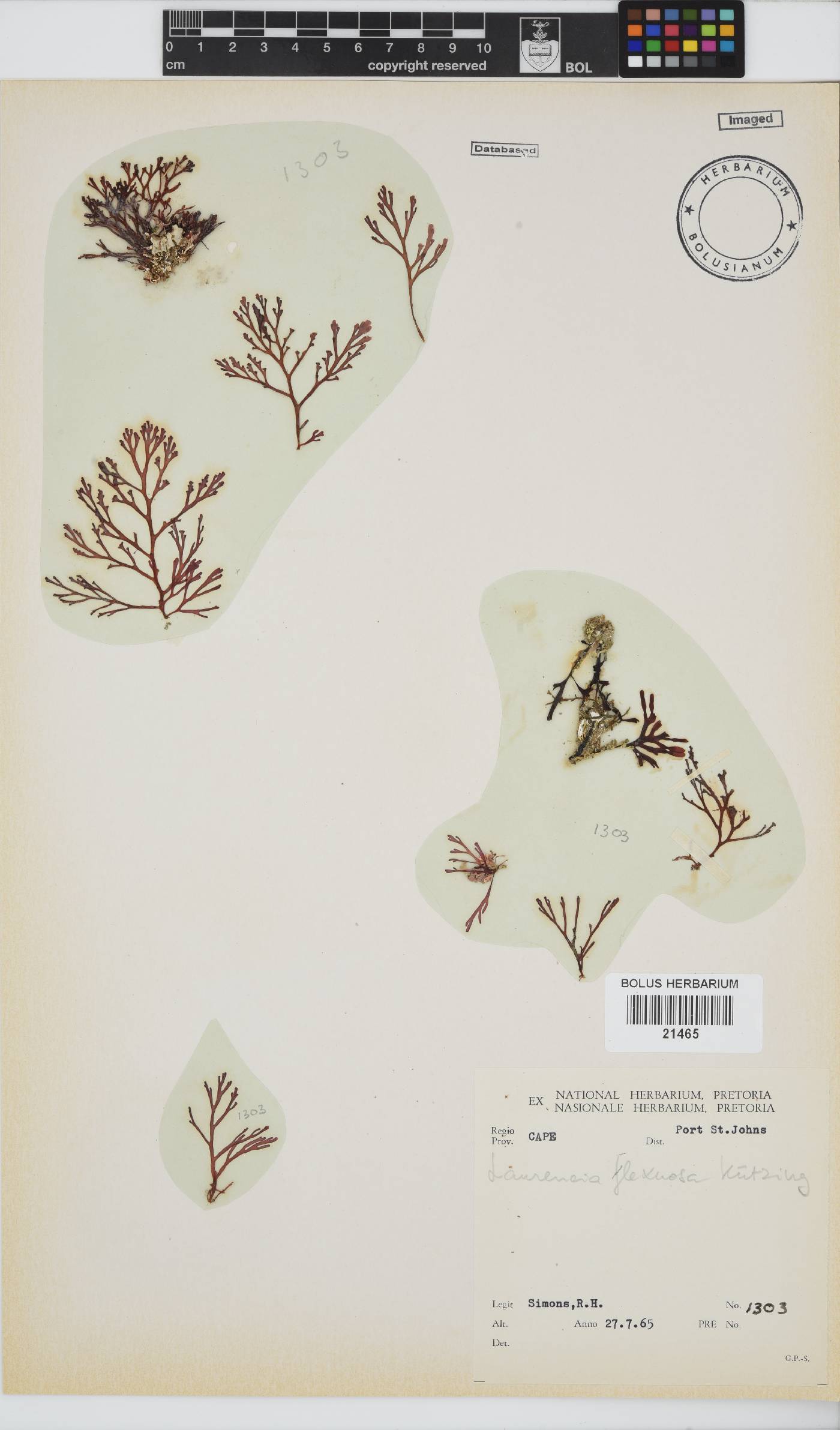 Laurencia flexuosa image
