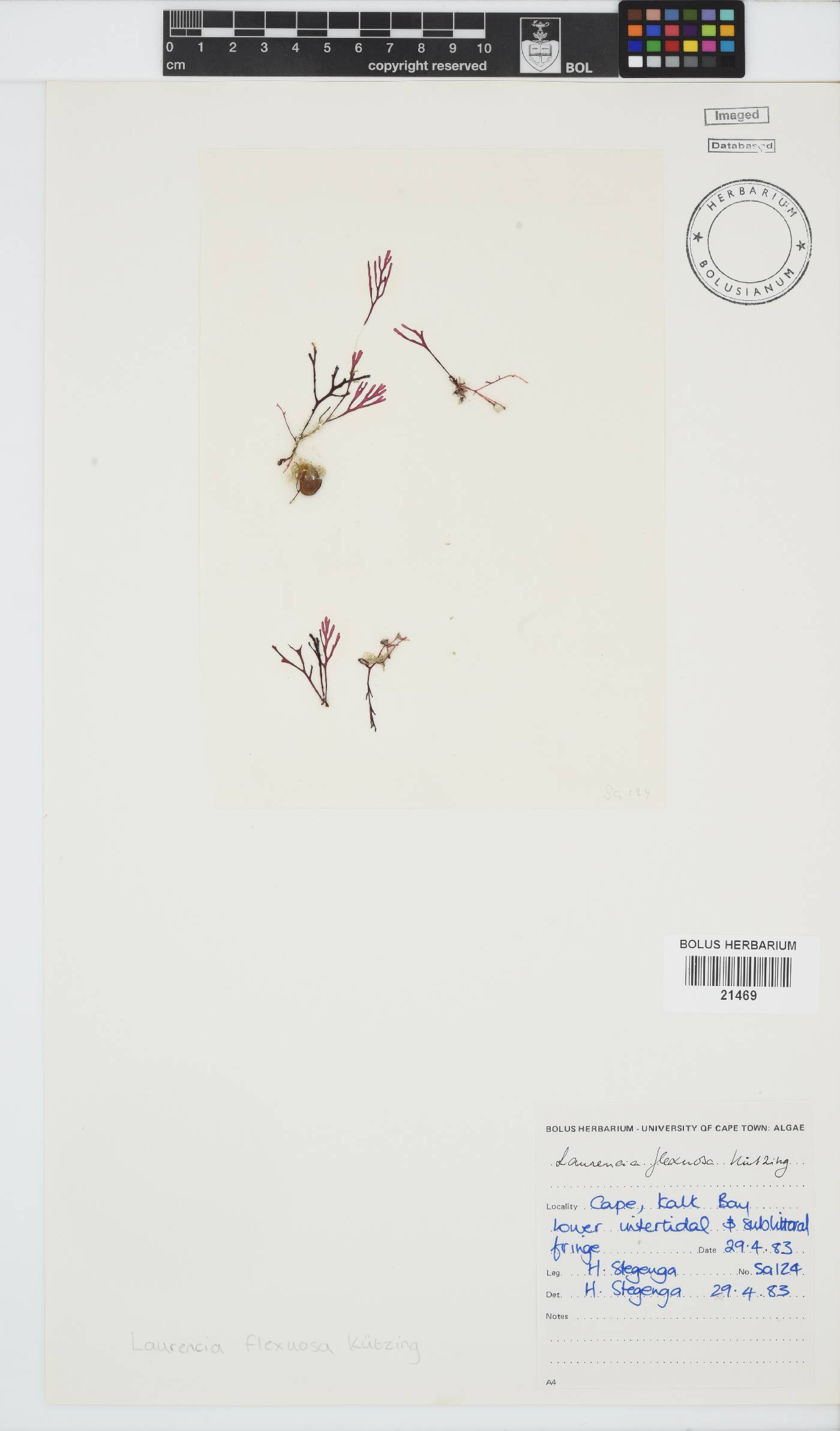 Laurencia flexuosa image