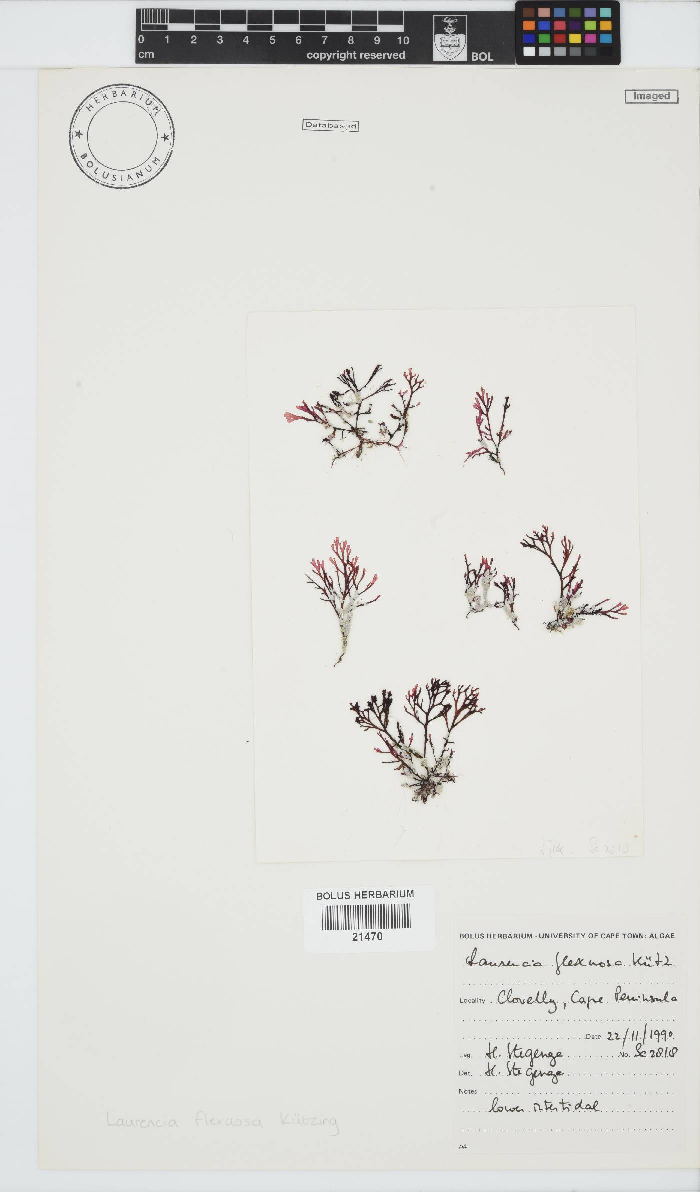 Laurencia flexuosa image