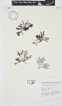 Laurencia flexuosa image