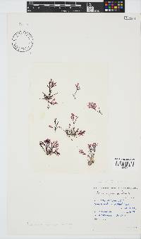 Laurencia flexuosa image