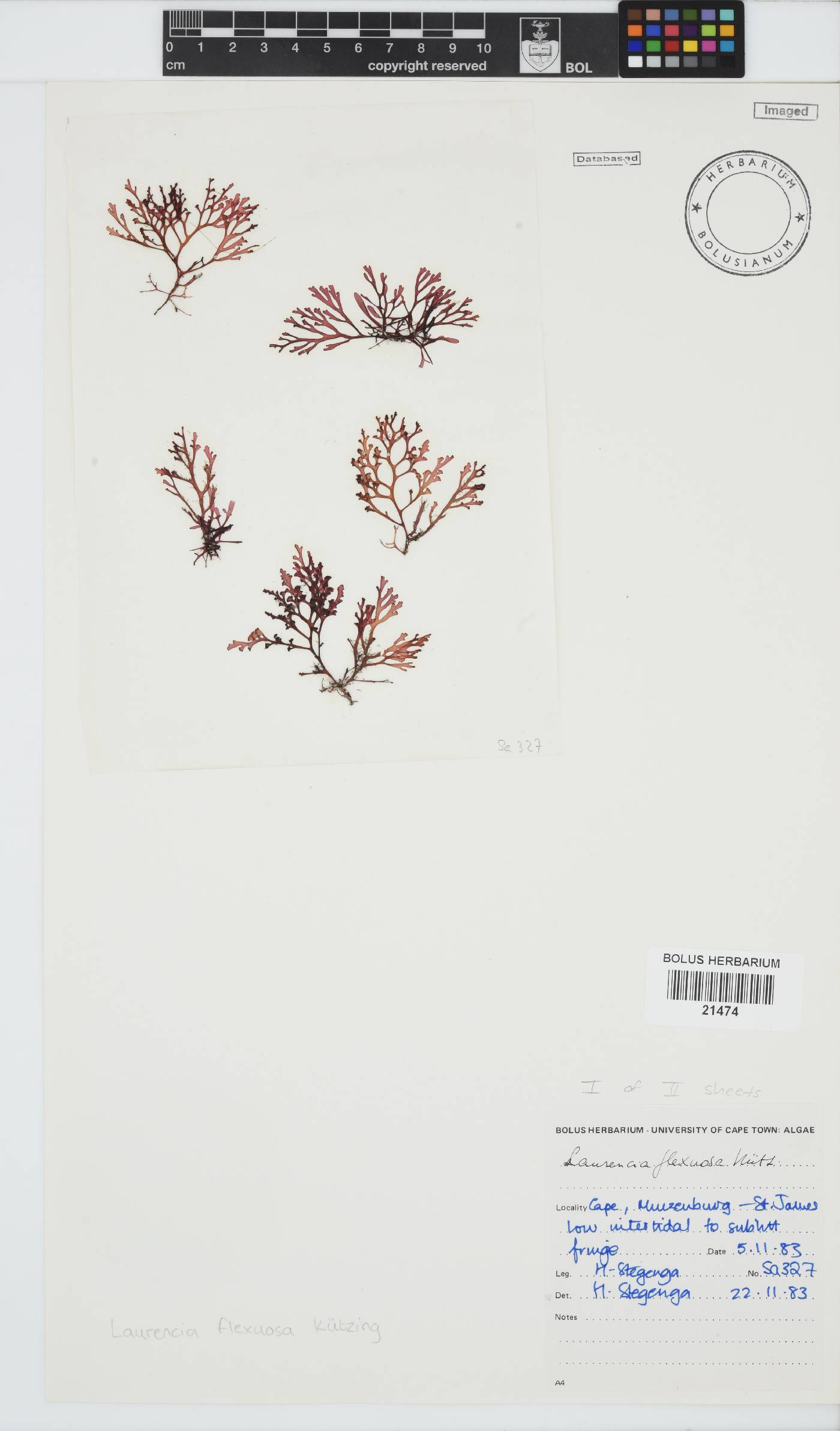 Laurencia flexuosa image