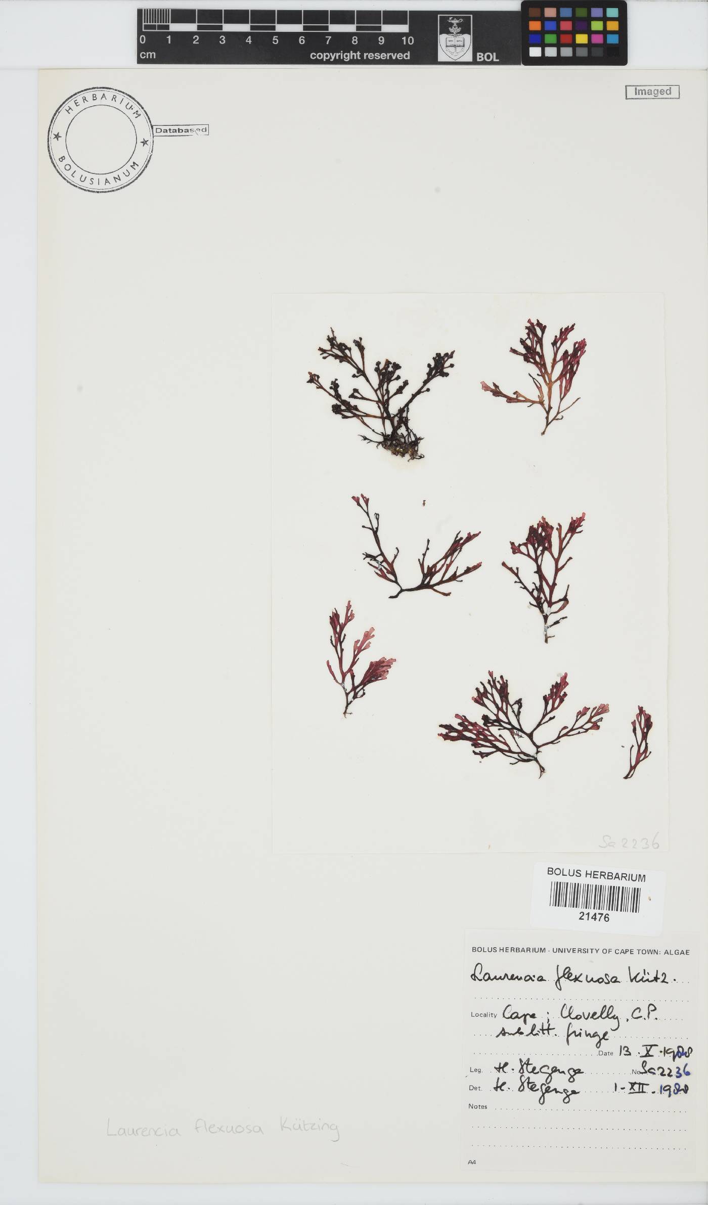 Laurencia image