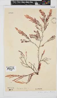 Laurencia flexuosa image