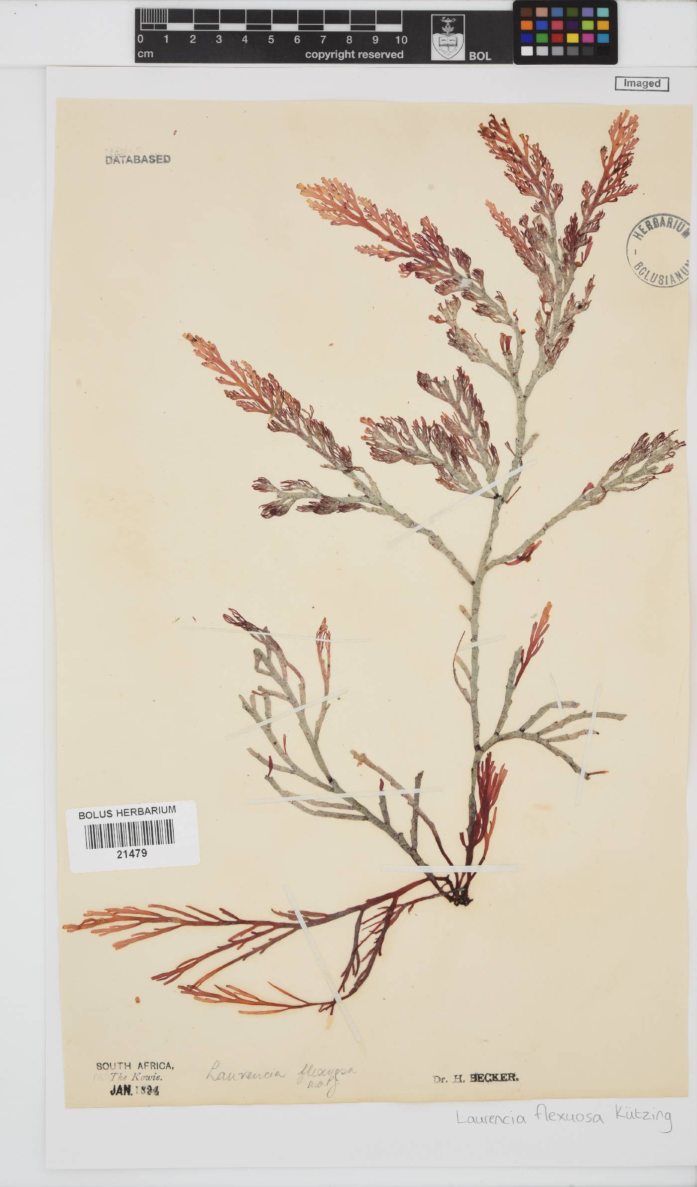 Laurencia image