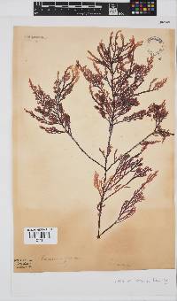 Laurencia flexuosa image
