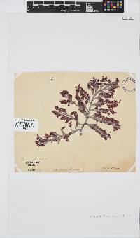 Laurencia flexuosa image