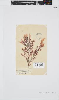 Laurencia flexuosa image
