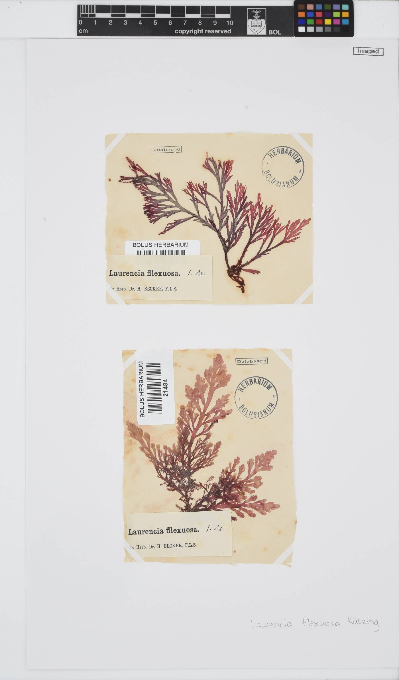 Laurencia flexuosa image