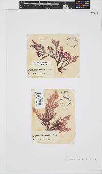 Laurencia flexuosa image
