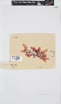 Laurencia flexuosa image