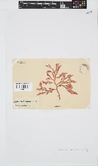 Laurencia flexuosa image