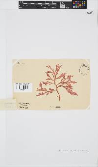 Laurencia flexuosa image
