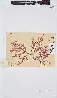 Laurencia flexuosa image