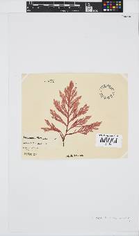 Laurencia flexuosa image