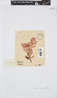 Laurencia flexuosa image