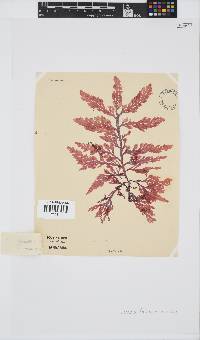 Laurencia flexuosa image