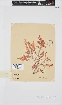 Laurencia flexuosa image