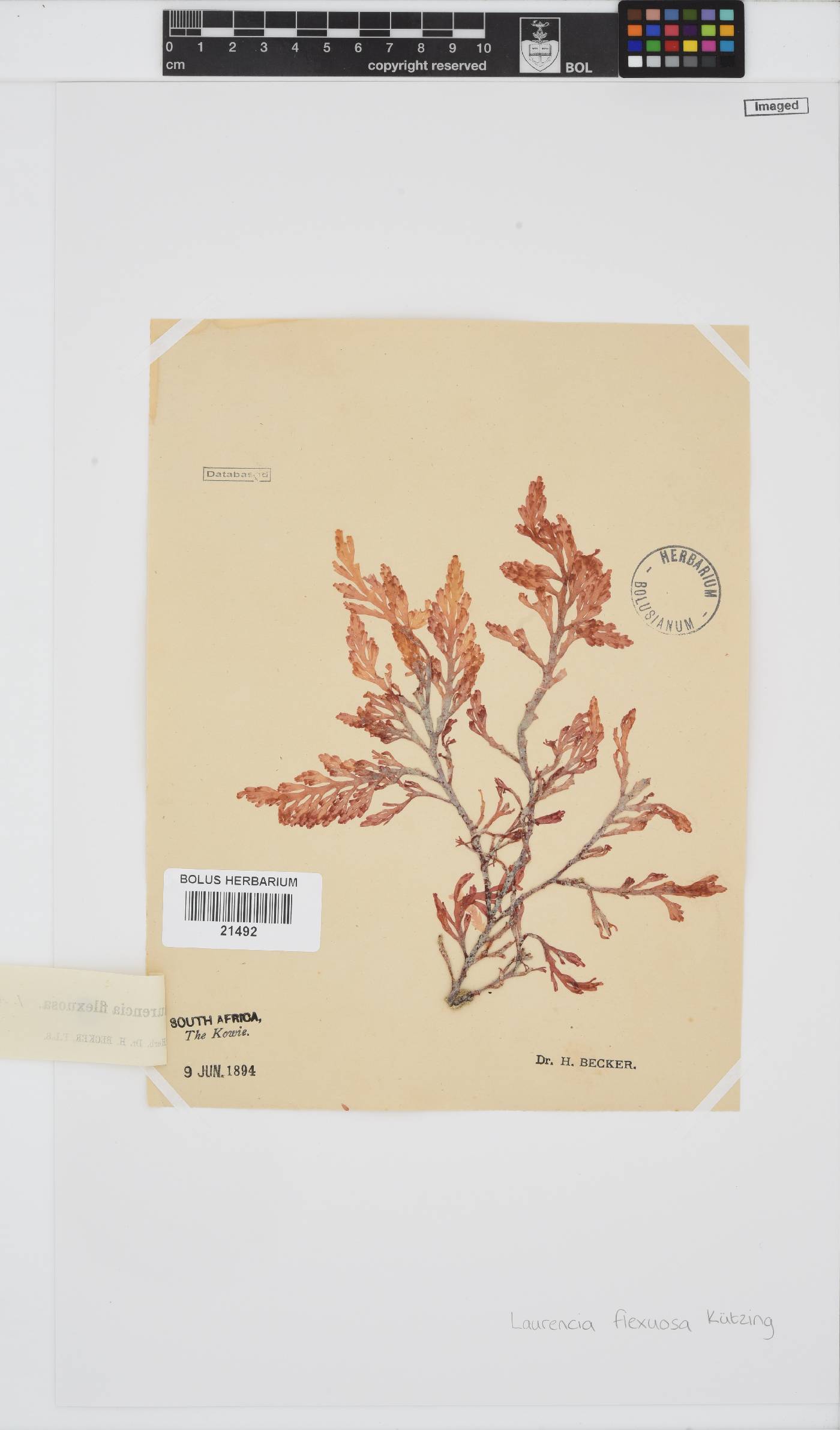 Laurencia flexuosa image