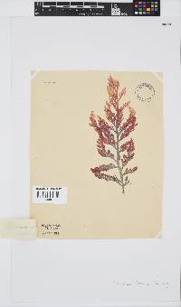 Laurencia flexuosa image