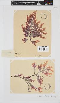 Laurencia flexuosa image