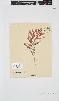 Laurencia flexuosa image