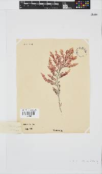 Laurencia flexuosa image
