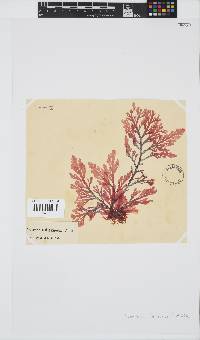 Laurencia flexuosa image