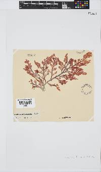 Laurencia flexuosa image