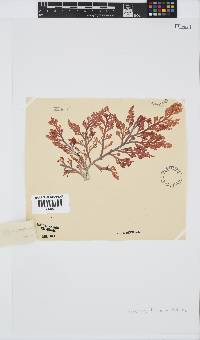Laurencia flexuosa image
