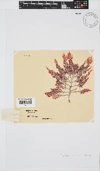 Laurencia flexuosa image