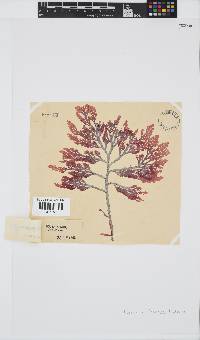 Laurencia flexuosa image